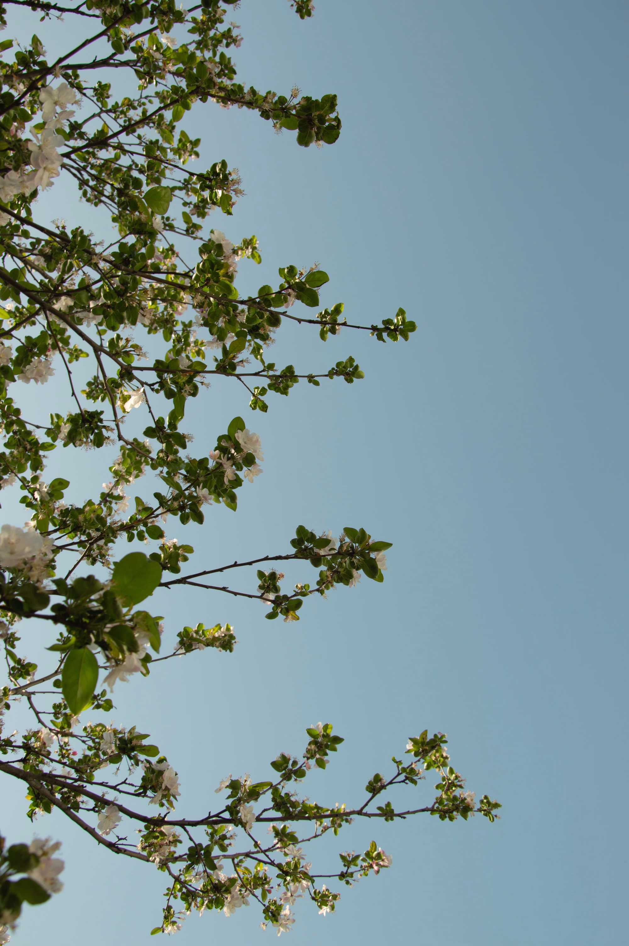 谷城之春 - Spring in Gucheng