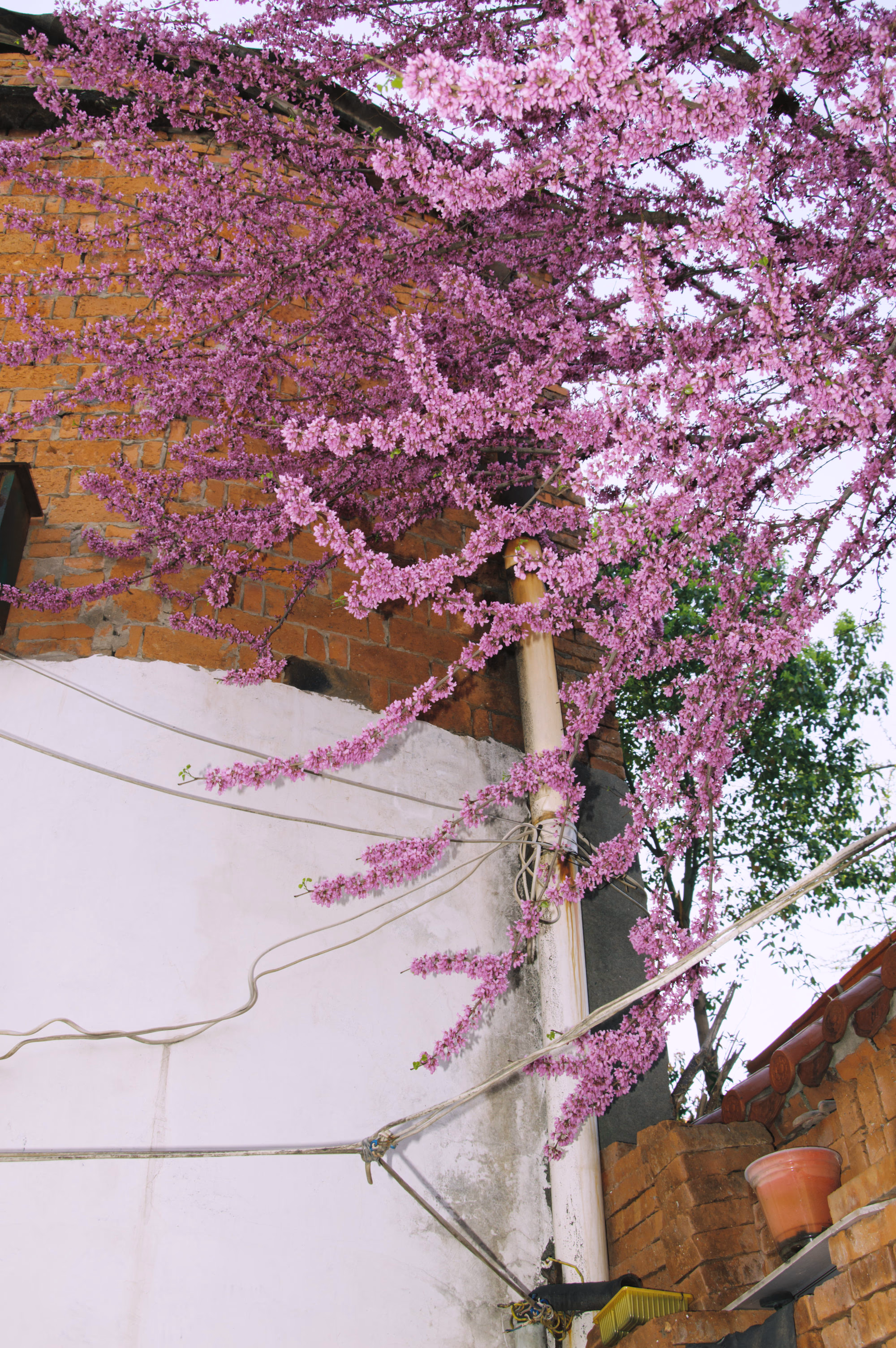 谷城之春 - Spring in Gucheng